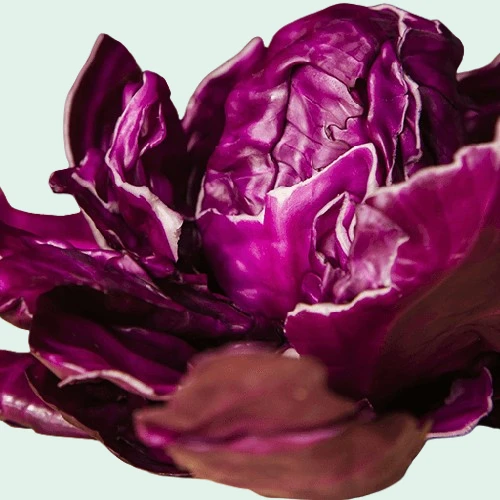 Purple Cabbage