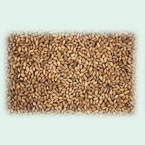 Barley 2