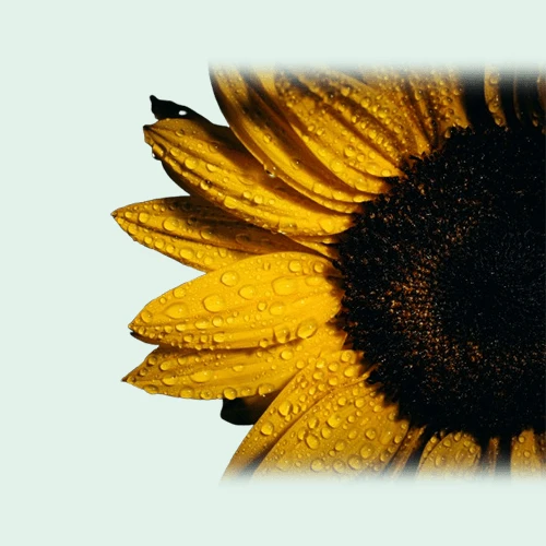 Sun Flower Oil Loose